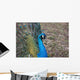 Pfau