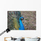 Pfau