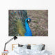 Pfau