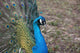Pfau