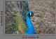 Pfau