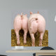 Cochon Wall Decal Design 2