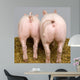 Cochon Wall Decal Design 2
