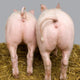 Cochon Wall Decal Design 2