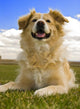 Golden Retreiver Laying down