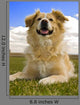 Golden Retreiver Laying down