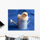 Baby Chick in Watering Can Wall Mural