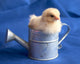 Baby Chick in Watering Can Wall Mural