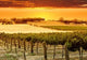 Vineyard Sunset Wall Decal