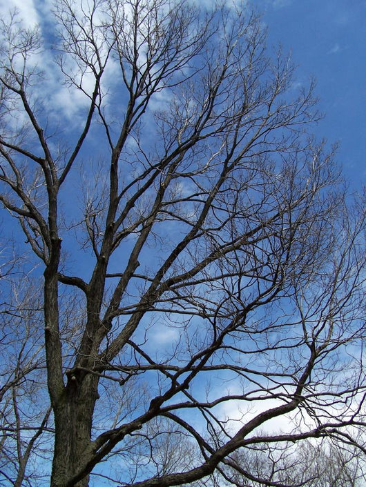 Tree and Blue Sky Wall Mural