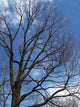 Tree and Blue Sky Wall Mural