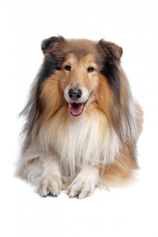 Rough Collie Wall Decal