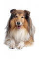 Rough Collie Wall Decal