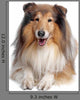 Rough Collie Wall Decal