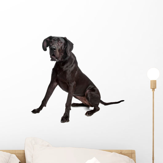 Great Dane