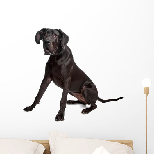 Great Dane