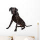 Great Dane