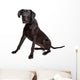 Great Dane