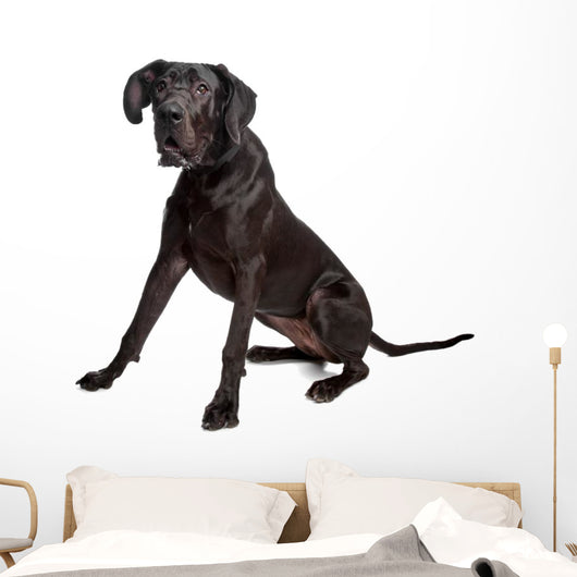 Great Dane