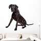 Great Dane