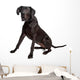 Great Dane