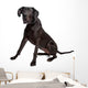 Great Dane