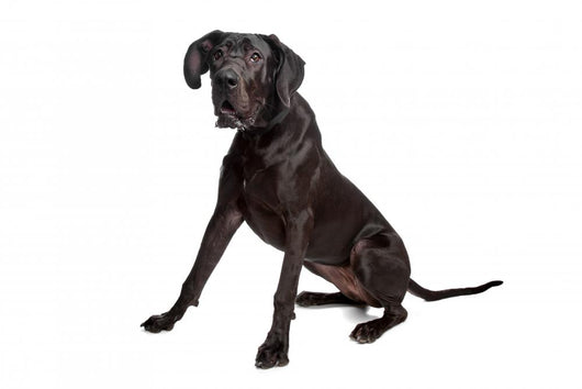 Great Dane