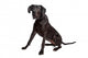 Great Dane