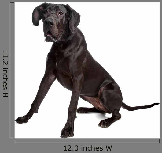 Great Dane