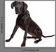 Great Dane