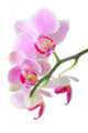 Orchid Wall Mural