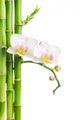Orchid Wall Decal