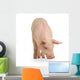 Cochon Wall Decal Design 1