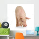 Cochon Wall Decal Design 1