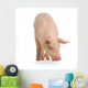 Cochon Wall Decal Design 1