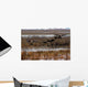 Canadian Geese Landing Wall Mural