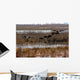 Canadian Geese Landing Wall Mural