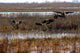 Canadian Geese Landing Wall Mural