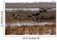 Canadian Geese Landing Wall Mural