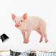 Pig Wall Mural