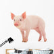Pig Wall Mural