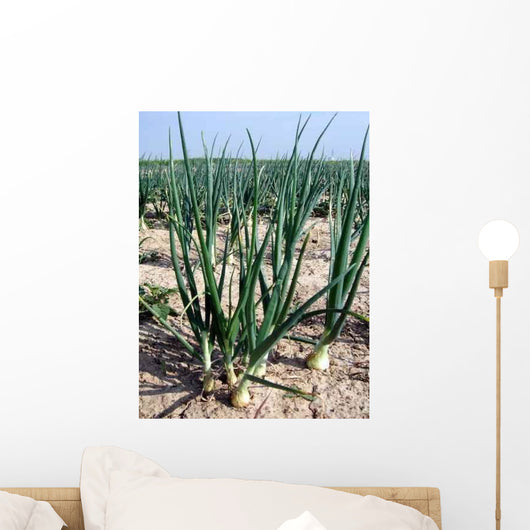 Onions White Wall Decal