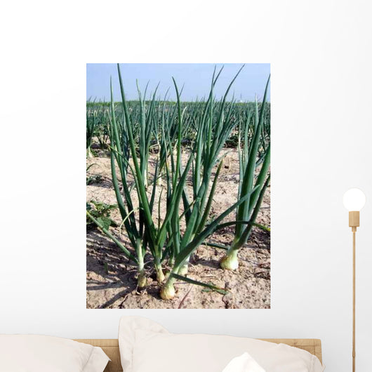 Onions White Wall Decal