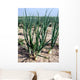 Onions White Wall Decal
