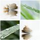 Composition Zen