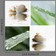 Composition Zen