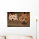 westie and cairn terriers Wall Mural