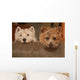 westie and cairn terriers Wall Mural