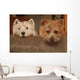 westie and cairn terriers Wall Mural