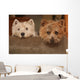 westie and cairn terriers Wall Mural